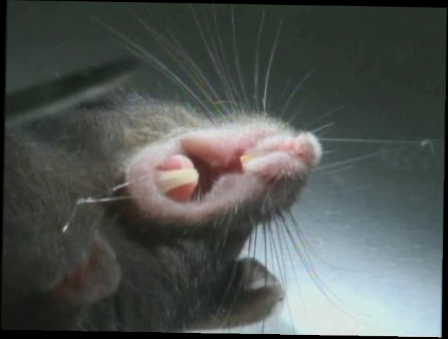Японские ученые выращивают зубы мышей из биоинженерной ткани