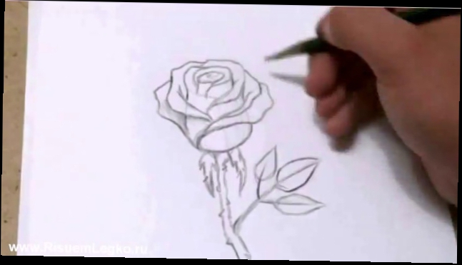 Как быстро и красиво нарисовать розу