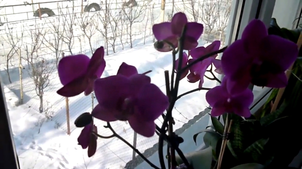 Орхидея Декабрист Эухарис Морозный день 27 01 2015
