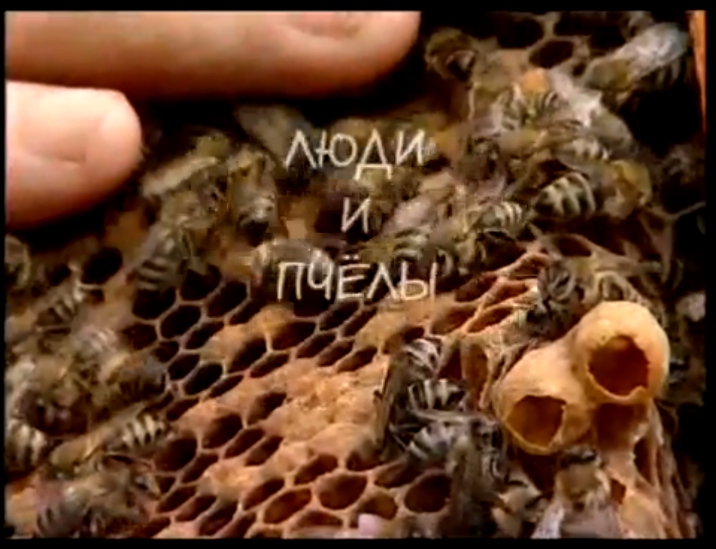 Видеоклип Люди и пчелы 