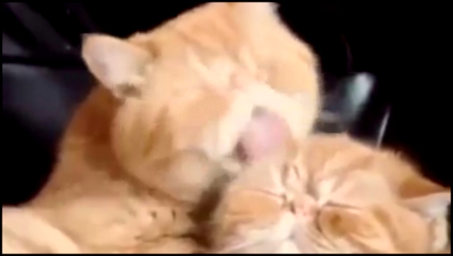 жаркий кошачий поцелуй