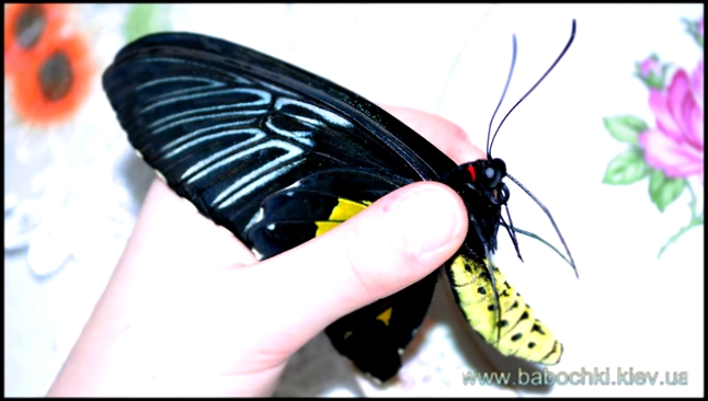 Видеоклип Кормление бабочек дома, http://babochki.kiev.ua/