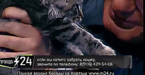 Видеоклип Евгений Маргулис нарек кошку Макаркой