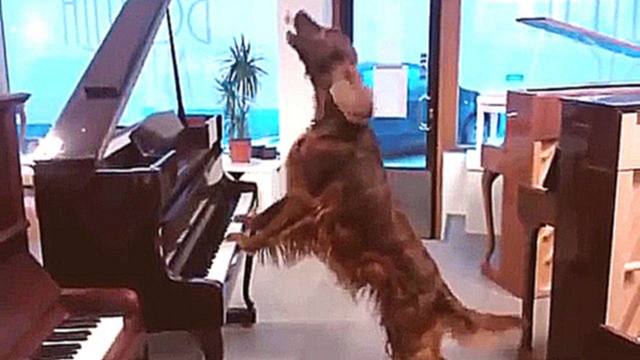 Видеоклип Собака играет на пианино