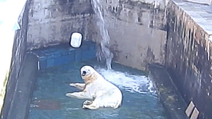 Видеоклип Новосибирский зоопарк. Каю дали воду