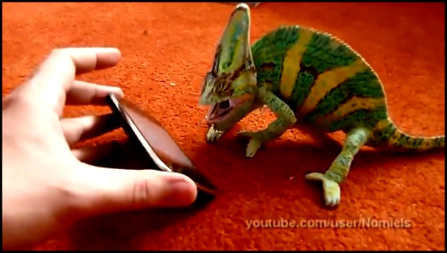 Хамелеон в ужасе от iPhone