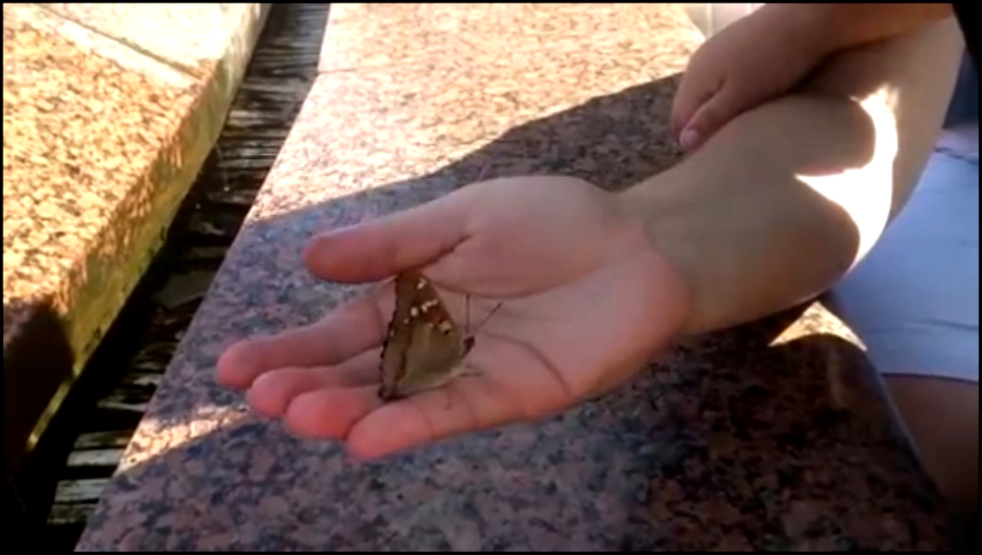 Видеоклип Бабочка пьет воду с руки