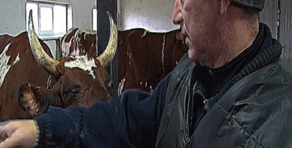 Видеоклип Продукты из натурального молока производят на ферме села Мокрое