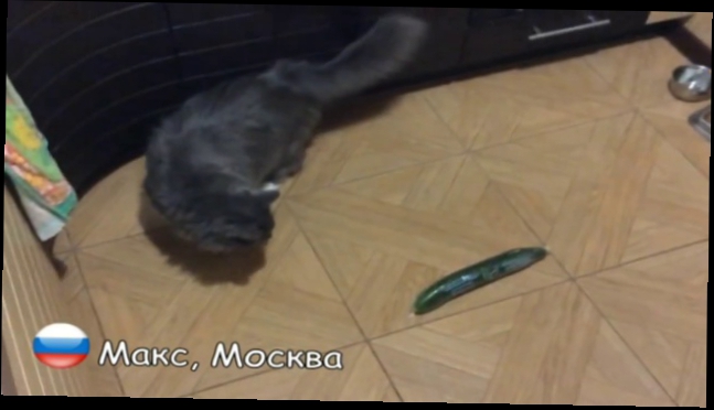 Видеоклип Русские коты НЕ боятся огурцов