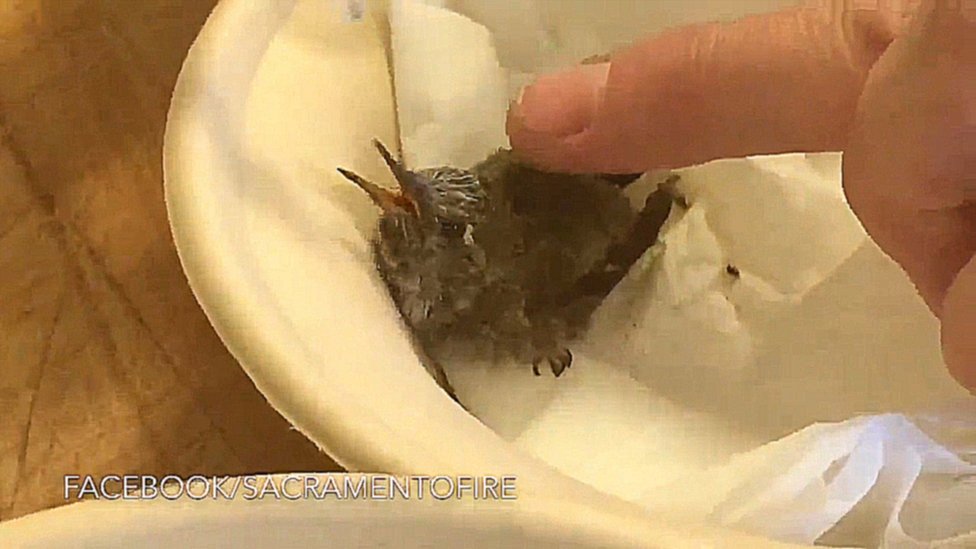 Видеоклип Пожарный кормит птенца колибри
