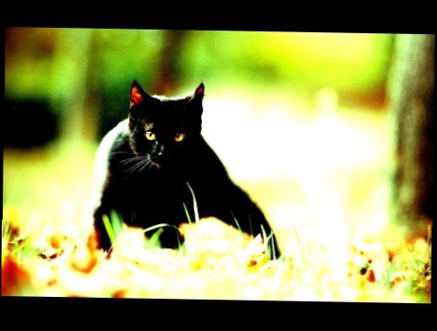 Видеоклип Детские Песни Караоке со Словами Петь Браво Чёрный кот