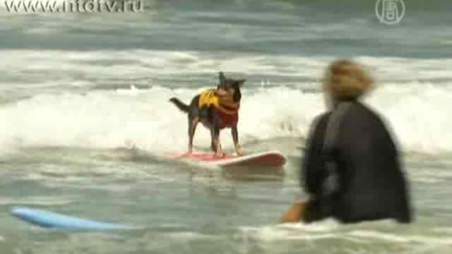Собаки-сёрфингисты покоряют волны Тихого океана