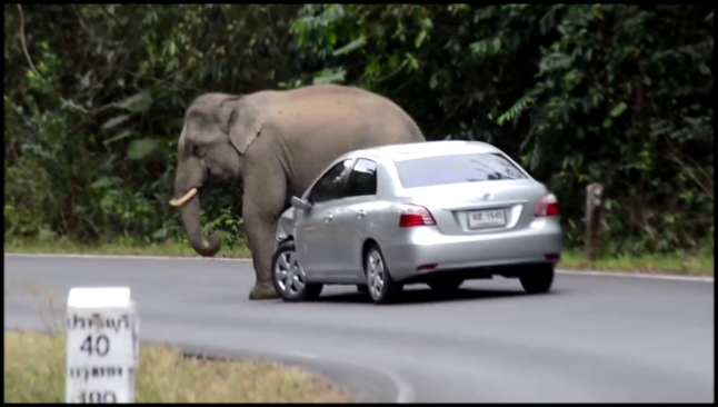 Видеоклип Слону не нравится Тойота!