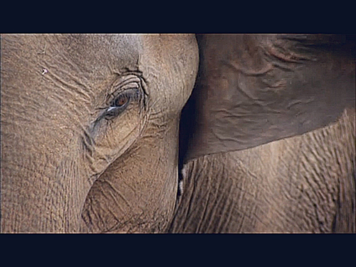 Видеоклип Шри-Ланка: остров слонов (Sri Lanka: Elephant Island)