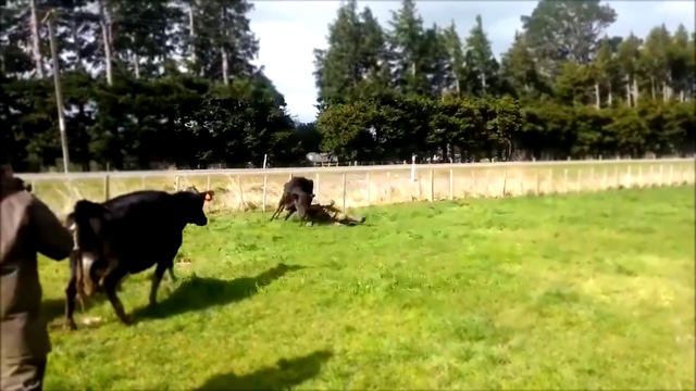 Видеоклип забрать телёнка у коровы не так- то просто