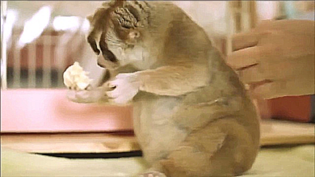 Видеоклип Всем хорошего дня! -) Лори - самое милое животное в мире) лемур, лори, смешные животные, милое видео