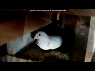 Видеоклип « Мої   голуби » под музыку Олег Пахомов и гр. Русский стиль - Снег во дворе. Picrolla