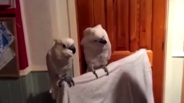 Видеоклип Попугаи танцуют под гитару