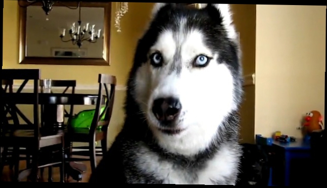 Видеоклип Mishka says 12 words - Dog Talking