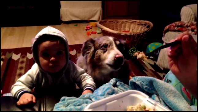 Этот милый пёс говорит "мама", а ребёнок не может