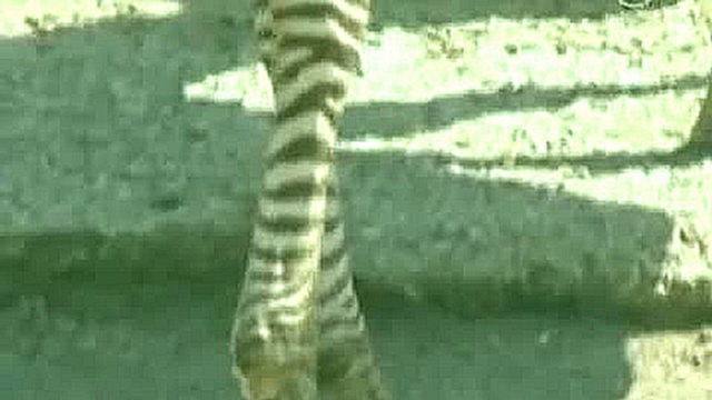 Без комментариев: зебренок родился в зоопарке Рима