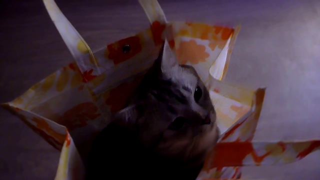 Кот в сумке или Аттракцион на халяву 10 01 2015