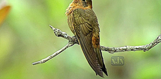 Видеоклип Жизнь колибри. Волшебство в воздухе 