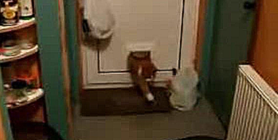 Видеоклип Жирный кот уже в дверь не лезет