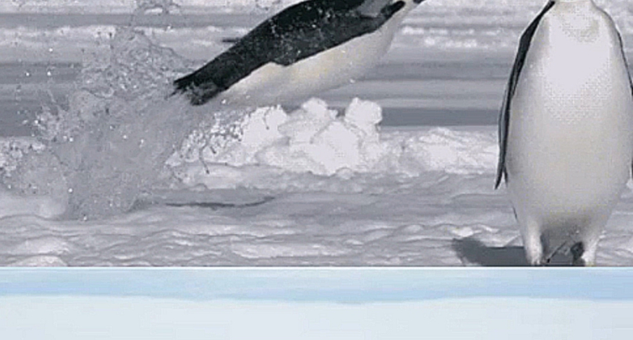 Видеоклип Песенка про пингвинов