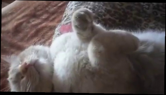 Видеоклип Том устал приколы про кошек 2016 Юмор