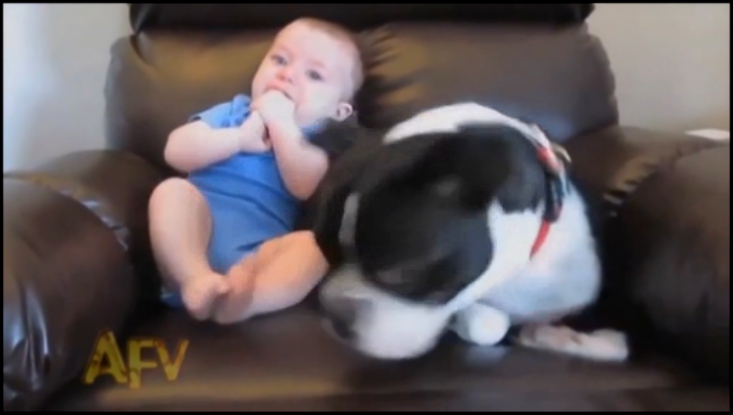 Видеоклип Ребенок пукнул собака чуть не сдохла