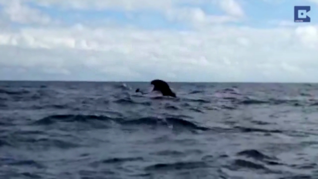Туристы шокированы неожиданной встречей со спящим китом