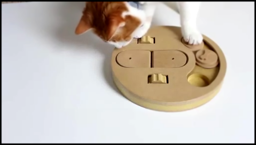 Кот решает собачью головоломку