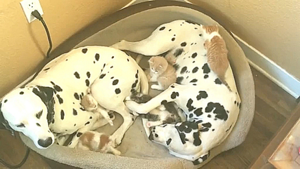 Семья далматинцев усыновила 5 котят