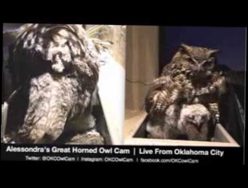 Alessondra's OKC Great Horned Owl Cam Mr T brings rat Amur attempts swallow 6:50pm 3-5-2014