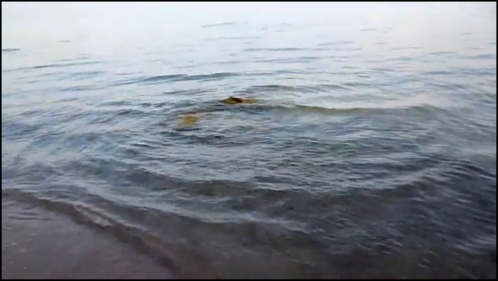 Видеоклип Крокодилы на Иссык Куле Облепиха Камыши 23 07 2014