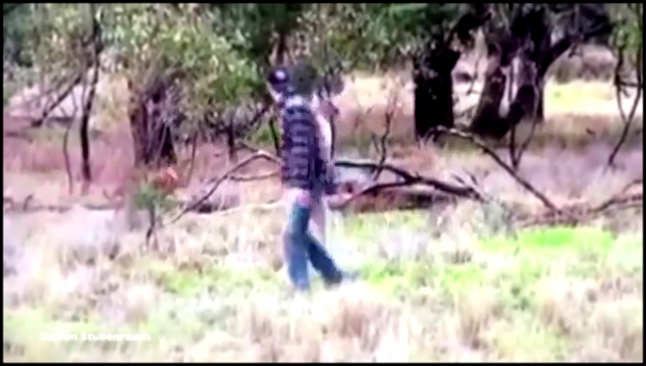 мужик дал в морду кенгуру,чтобы спасти собаку
