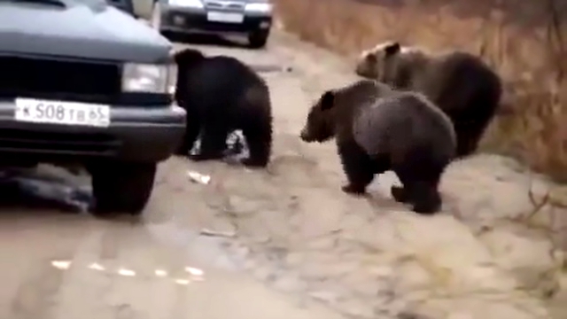 The drivers on the track feed the bears hand / Водители на трассе кормят медведей с рук