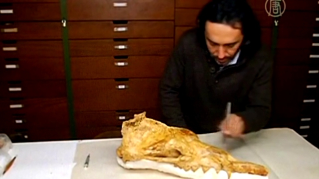 Видеоклип В Перу нашли кости кита возрастом 40 миллионов лет