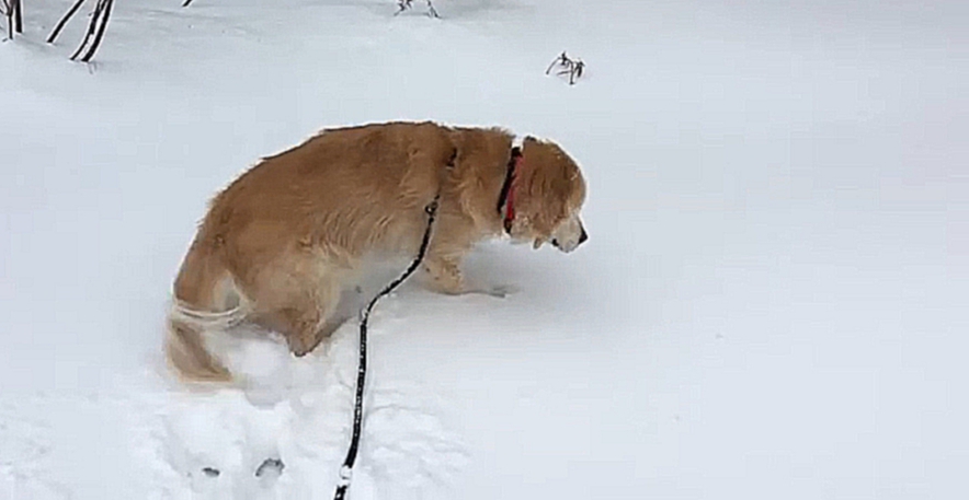 Слепая собака радуется снегу