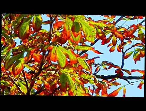 Видеоклип Осенние листья. Футажи для видеомонтажа. Футаж осень. Осенний футаж