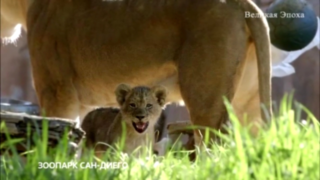 Видеоклип Посетители зоопарка Сан-Диего увидели африканских львят