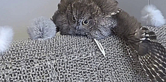 Видеоклип Североамериканская совка любит следить за собой
