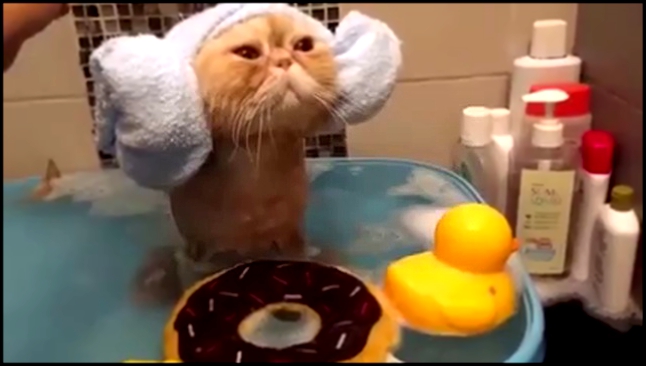 Котик идеально принимает ванну 