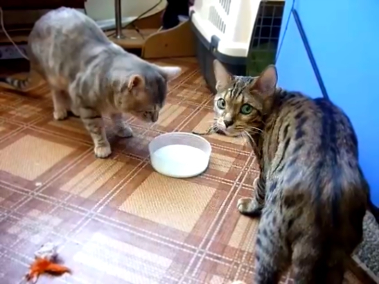 Видеоклип Два котика и одна миска с молоком