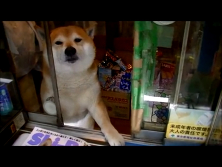 Японский пёс-продавец породы Сиба-Ину стал звездой интернета 