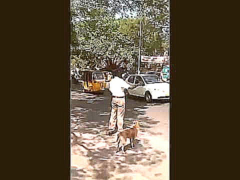 Индийский полицейский помог собаке перейти дорогу