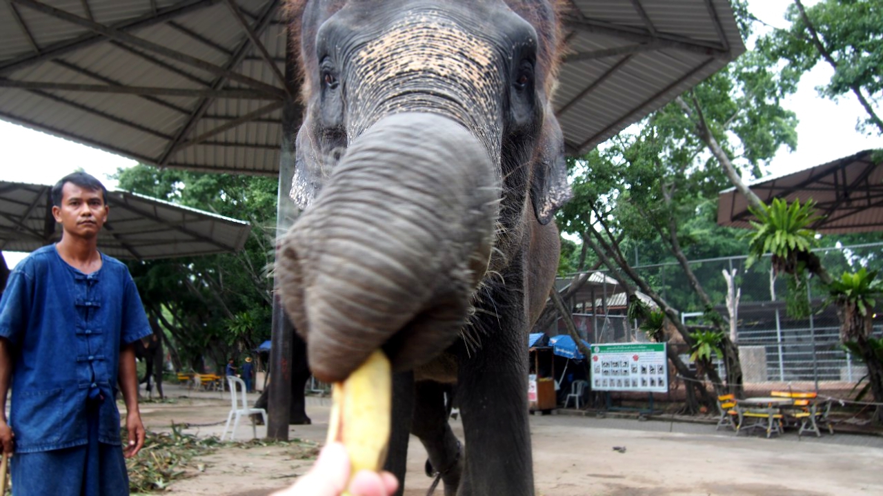 А как они смачно щелкают кокосы!)) а если правильно подуть в руку - слон тебе ответит!))